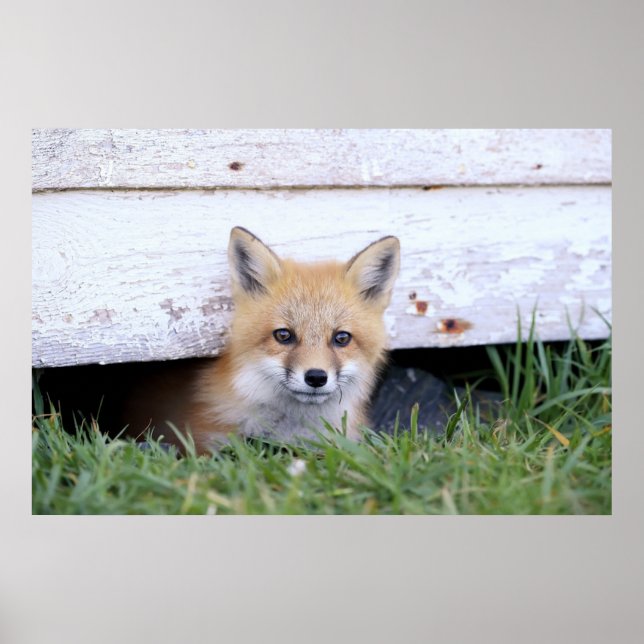 Affiche Animaux de bébés cutest | Red Fox Kit Peeking (Devant)