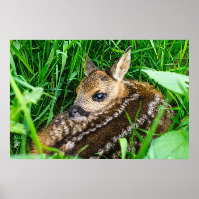 Affiche Animaux de bébés cutest | Roe Deer Baby (Devant)