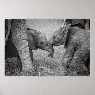 Affiche Animaux de bébés cutest Salutation des éléphants