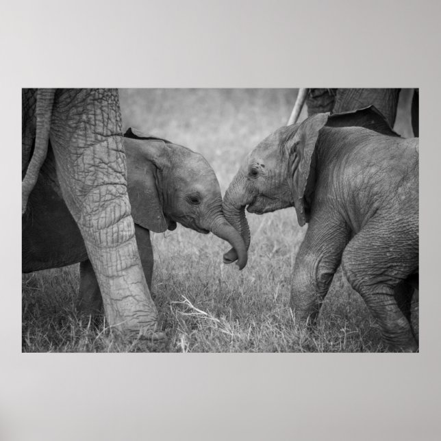 Affiche Animaux de bébés cutest | Salutation des éléphants (Devant)