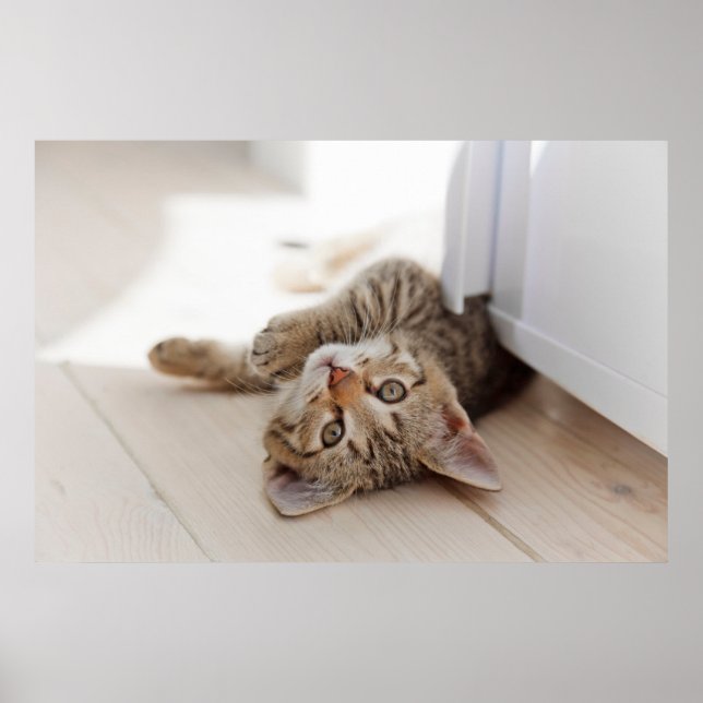 Affiche Animaux de bébés cutest | Shorthair Tabby Kitten (Devant)
