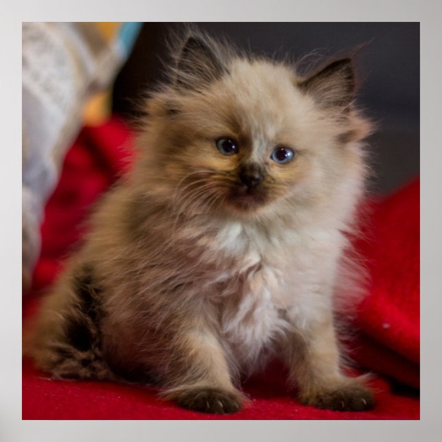 Affiche Animaux de bébés cutest | Siamese Kitten (Devant)