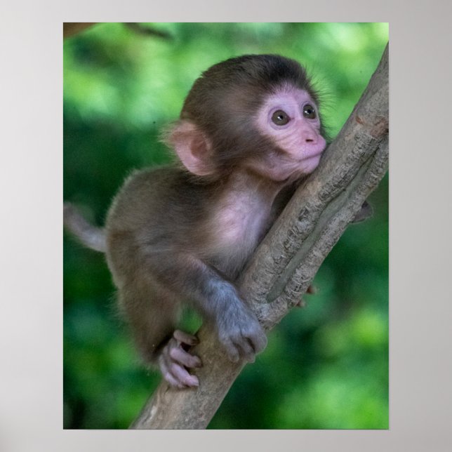 Affiche Animaux de bébés cutest | Singe bébé (Devant)