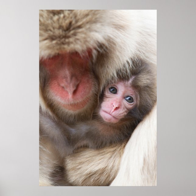Affiche Animaux de bébés cutest | Singe des neiges (Devant)