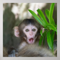 Animaux de bébés cutest | Singe des neiges surpris