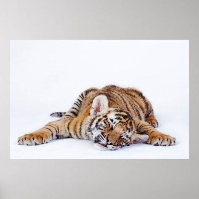 Affiche Animaux de bébés cutest | Sleepy Baby Tiger Cub (Devant)