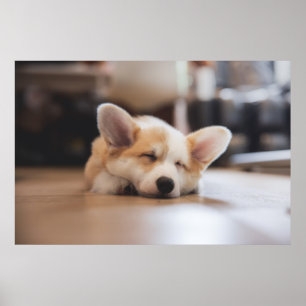 Affiche Animaux de bébés cutest Sleepy Corgi