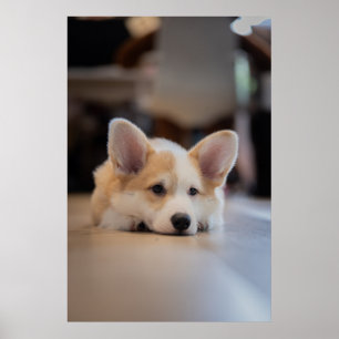 Affiche Animaux de bébés cutest Sleepy Corgi Puppy