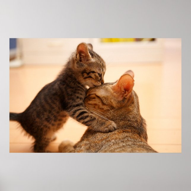 Affiche Animaux de bébés cutest | Tabby Kitten Kiss (Devant)