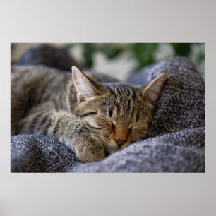 Affiche Animaux de bébés cutest   Tabby Kitten Sommeil