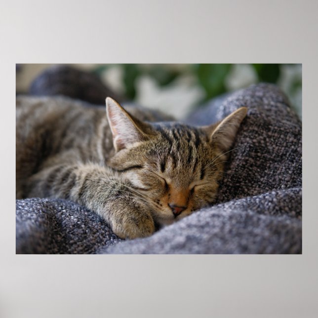 Affiche Animaux de bébés cutest | Tabby Kitten Sommeil (Devant)