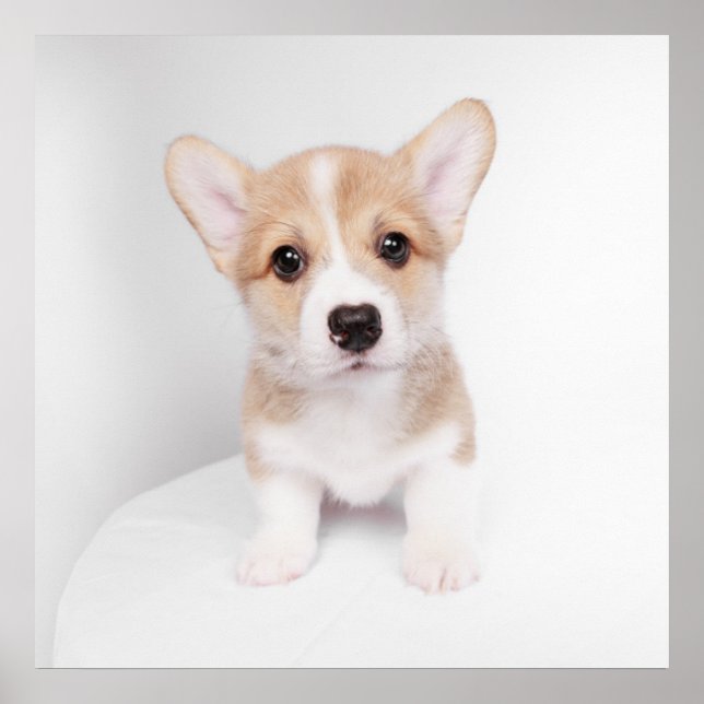 Affiche Animaux de bébés cutest | Tiny Corgi (Devant)
