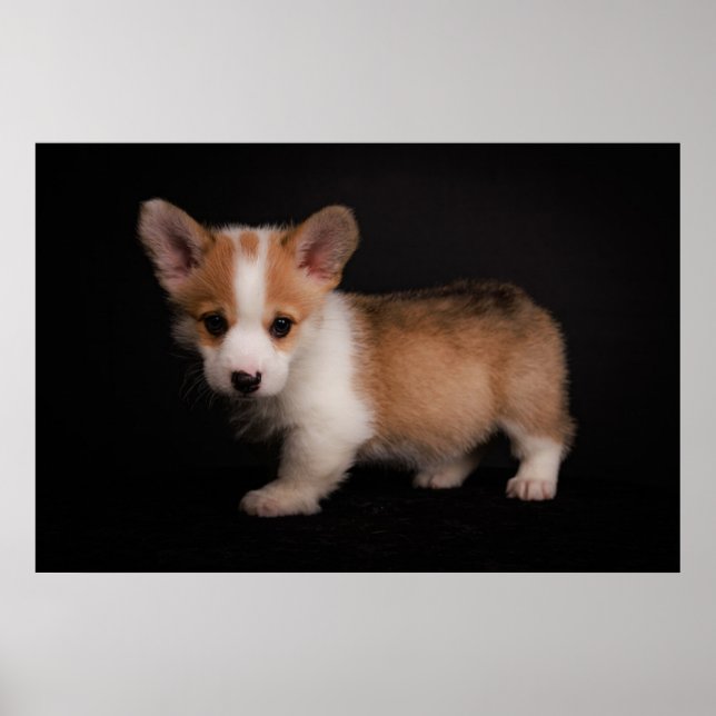 Affiche Animaux de bébés cutest | Tiny Corgi (Devant)
