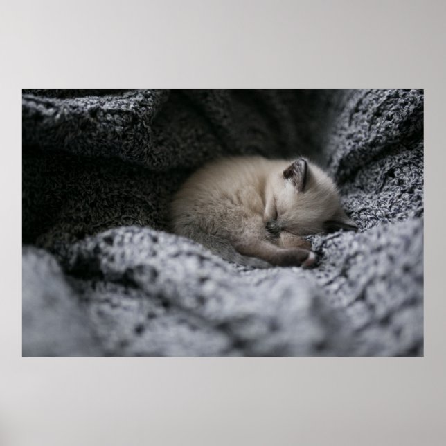 Affiche Animaux de bébés cutest | Tiny Kitten Dormir (Devant)