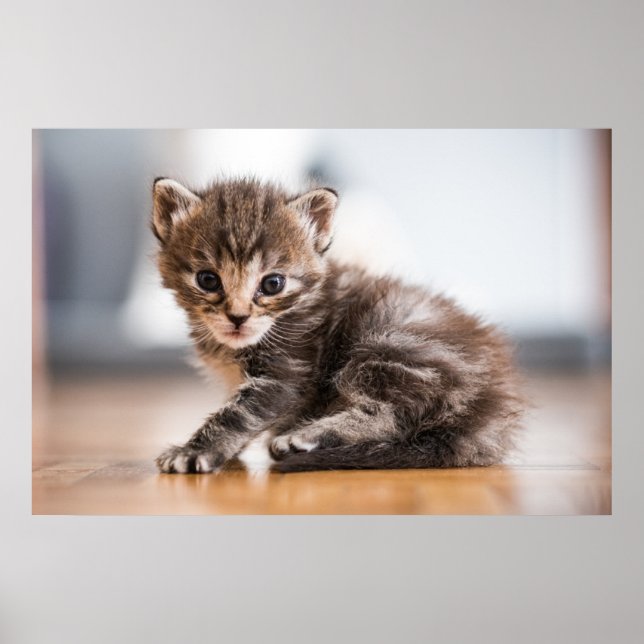 Affiche Animaux de bébés cutest | Tiny Tabby Kitten (Devant)
