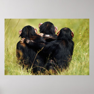 Affiche Animaux de bébés cutest   Trois chimpanzés en trai