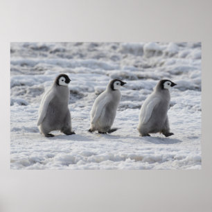 Affiche Animaux de bébés cutest   Trois Épouses Penguin Em