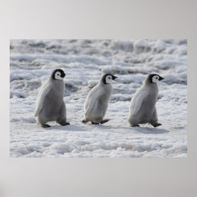 Affiche Animaux de bébés cutest | Trois Épouses Penguin Em (Devant)