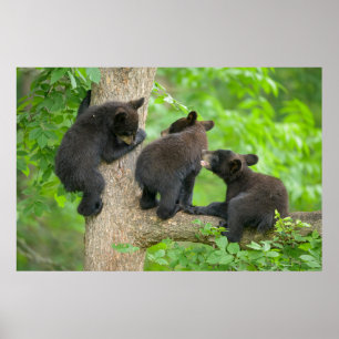 Affiche Animaux de bébés cutest Trois jeunes petits ours