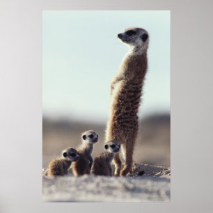 Affiche Animaux de bébés cutest   Une famille de Meerkats