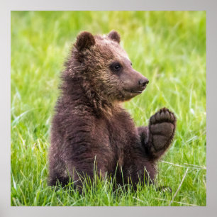 Affiche Animaux de bébés cutest Vague d'ours Brown