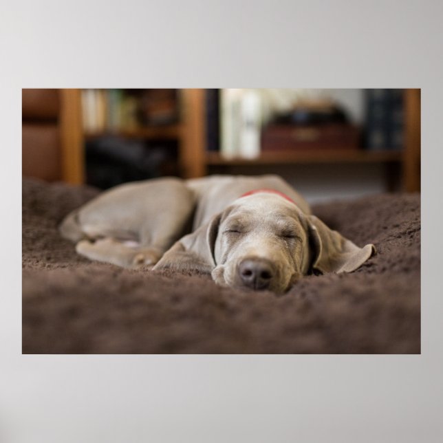 Affiche Animaux de bébés cutest | Weimaraner Puppy Sleepin (Devant)