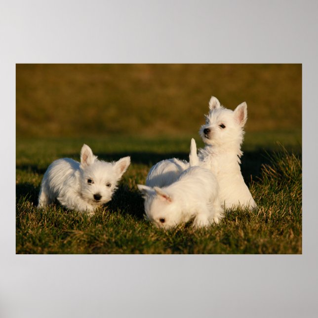 Affiche Animaux de bébés cutest | West Highland White Terr (Devant)