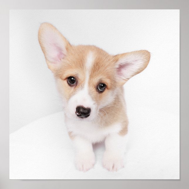Affiche Animaux de bébés cutest | Young Corgi Puppy (Devant)
