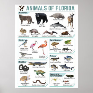 Affiche Animaux de floride, floride usa wild lide