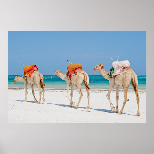 Affiche Animaux de plage (Three camels walking on a white sand beach with a clear blue sky and turquoise water.)