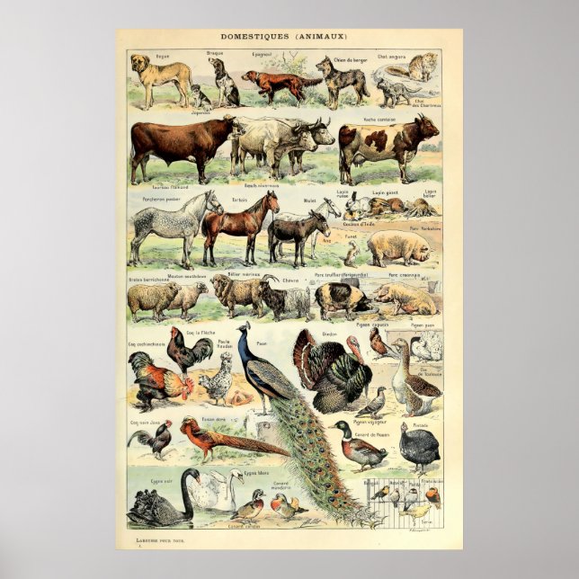 Affiche Animaux domestiques vintages par Adolphe Millot (Devant)