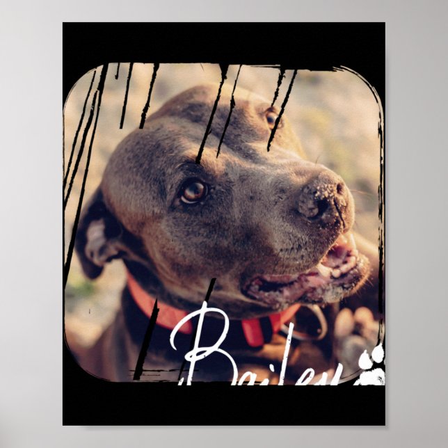 Affiche Animaux Moderne Simple Cool Nge Nom Et Photo  (Devant)
