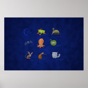 Affiche Animaux nocturnes