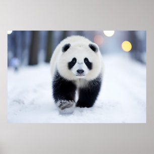 Affiche Animaux Panda Dans La Rue En Plein Air