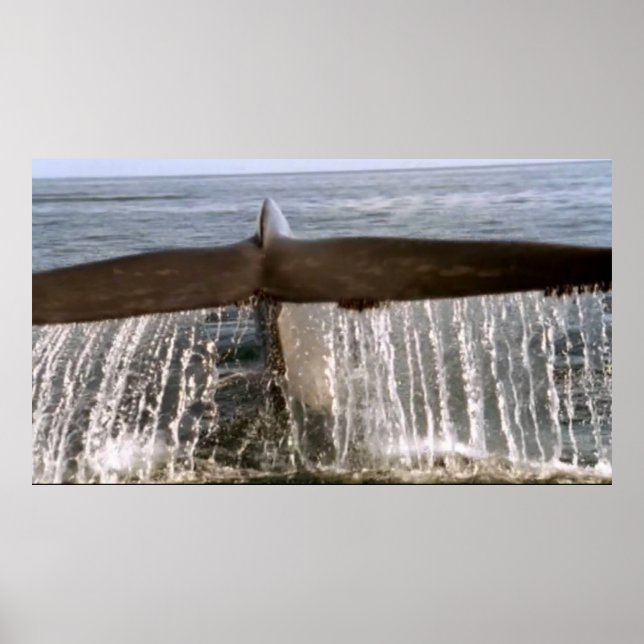 Affiche Animaux sauvages 6 baleines à queue (Devant)