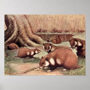 Affiche Animaux Sauvages de Collection, Hamsters par Louis