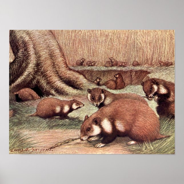 Affiche Animaux Sauvages de Collection, Hamsters par Louis (Devant)