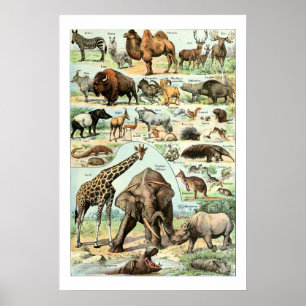 Affiche Animaux sauvages du cru 1922