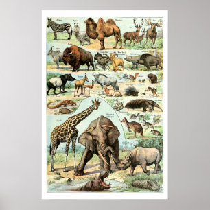 Affiche Animaux sauvages vintage 1922