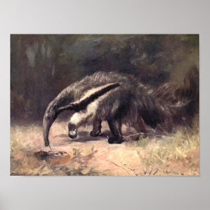 Affiche Animaux Sauvages Vintage, Fourmilier Géant par CE 