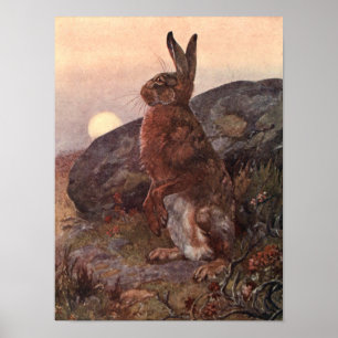 Affiche Animaux sauvages Vintages, lièvre de Winifred Aust