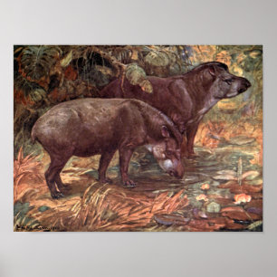 Affiche Animaux sauvages vintages, Tapirs de Winifred Aust