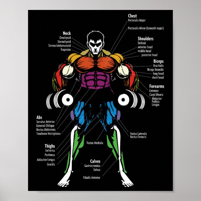Affiche Anime Anatomy Muscle Chart  (Devant)