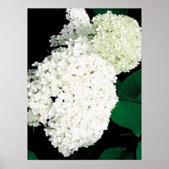AFFICHE               ANNABELLE HYDRANGEA                  (Devant)