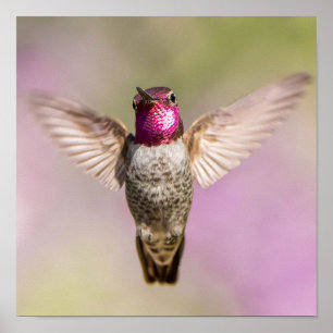 Affiche Anna's Hummingbird Beautiful Pink, Purple & Green