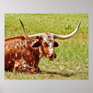 Affiche Anneau Nez Texas Longhorn Vache Art photographique
