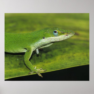 Affiche Anolis vert, Anolis carolinensis, adulte sur un pa