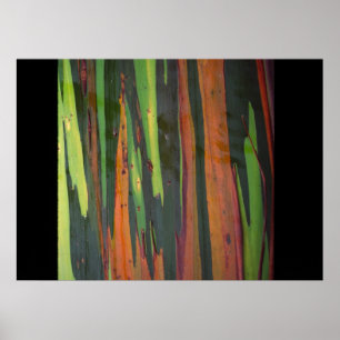 Affiche Another Rainbow Eucalyptus