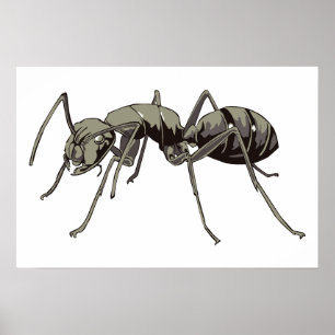 Affiche Ant
