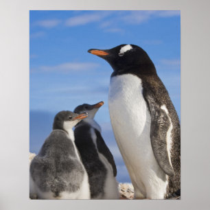 Affiche Antarctique, Anse Neko (Port). Manchot papou 2